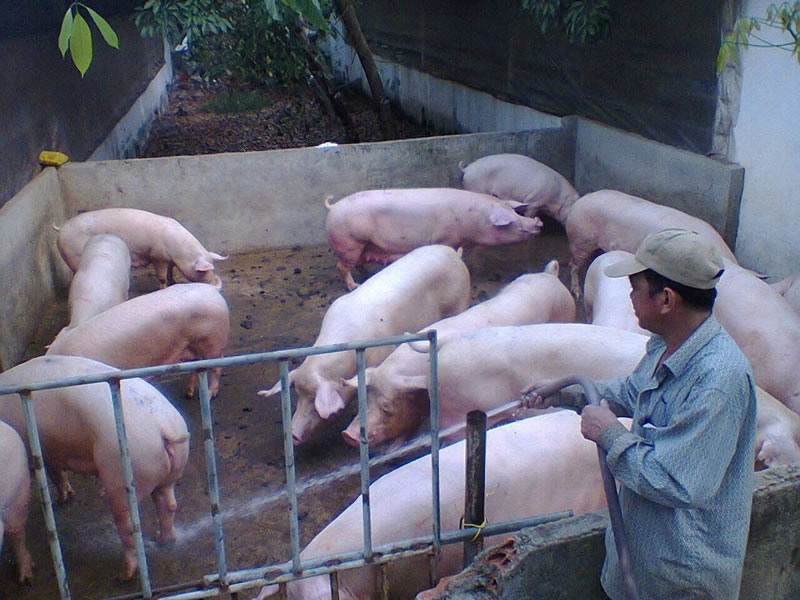 xử lý nước thải chăn nuôi heo