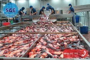 Dây chuyền chế biến thủy sản