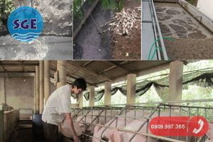 Xử lý nước thải chăn nuôi heo