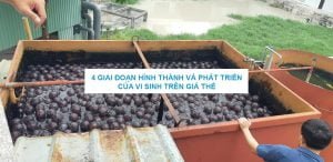 giá thể vi sinh